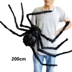 Giant Fuzzy Porch Spider